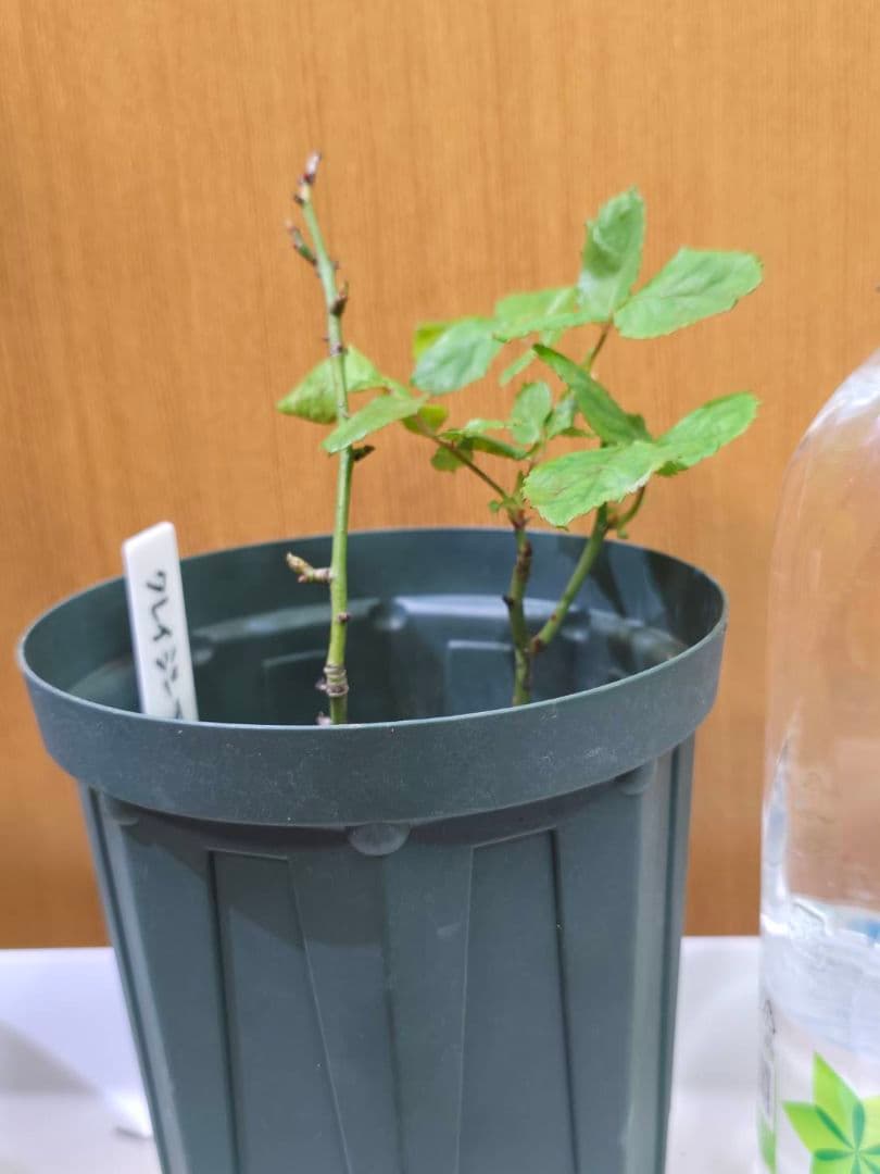 S様✦バラ苗✦ꕥ。.ご確認用ページꕤ‿ꕤ.。