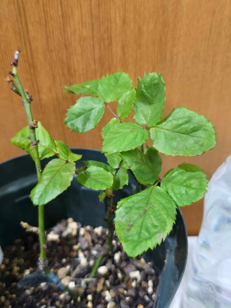 S様✦バラ苗✦ꕥ。.ご確認用ページꕤ‿ꕤ.。