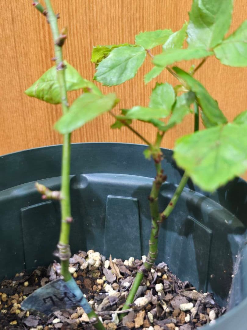 S様✦バラ苗✦ꕥ。.ご確認用ページꕤ‿ꕤ.。