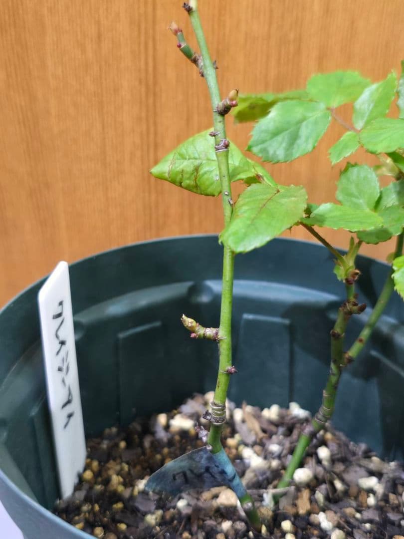 S様✦バラ苗✦ꕥ。.ご確認用ページꕤ‿ꕤ.。