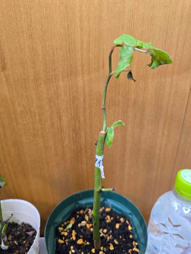 S様✦バラ苗✦ꕥ。.ご確認用ページꕤ‿ꕤ.。