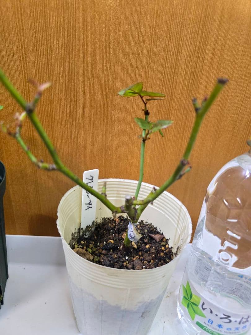 S様✦バラ苗✦ꕥ。.ご確認用ページꕤ‿ꕤ.。