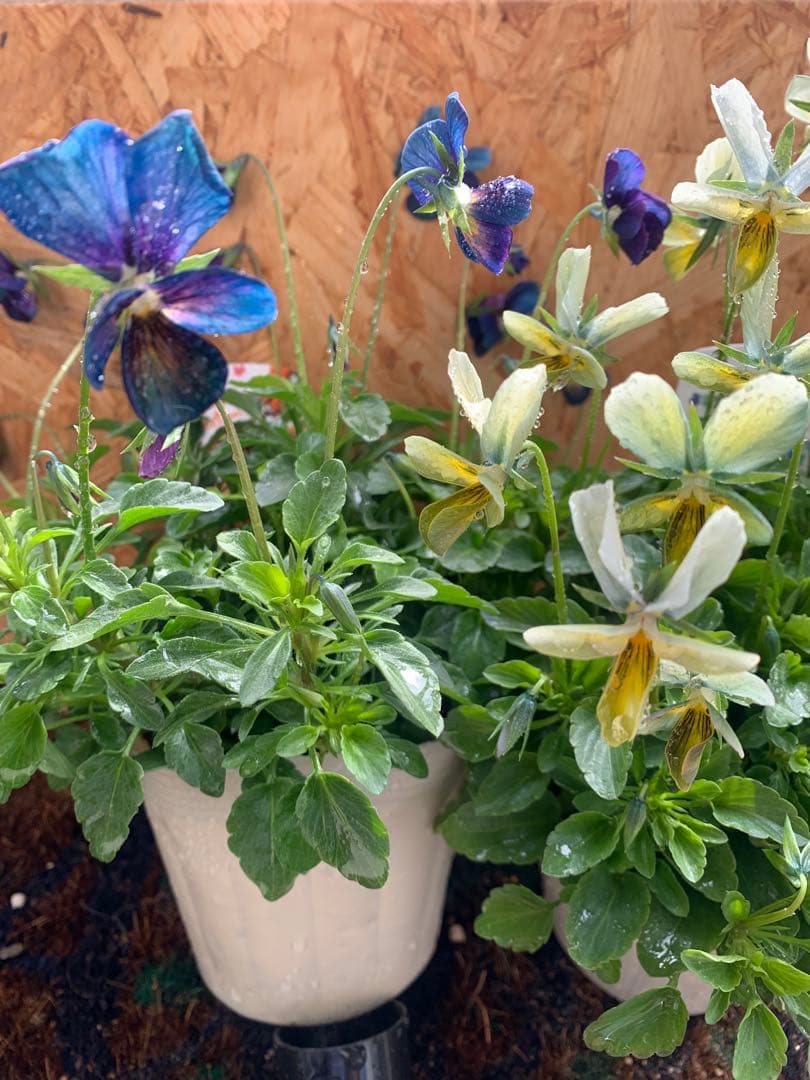 M*I様 パルプンテ　1苗 すみれ図鑑　1苗 shuta's selection