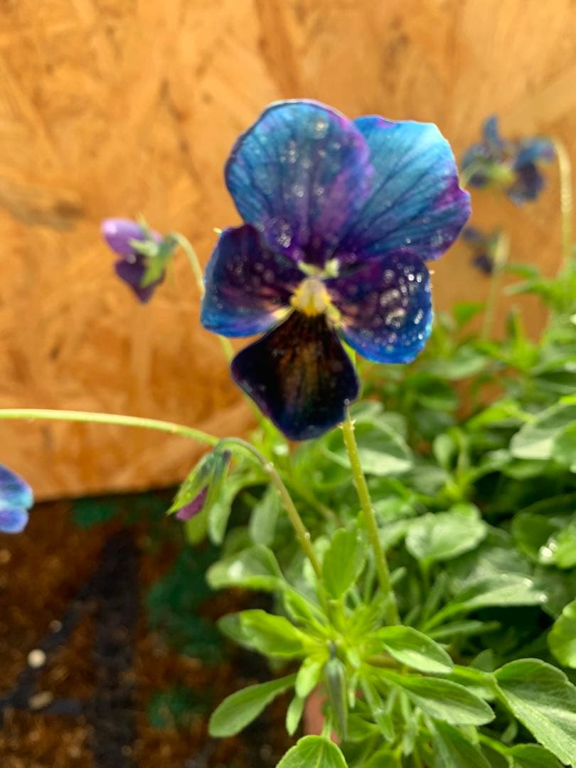 M*I様 パルプンテ　1苗 すみれ図鑑　1苗 shuta's selection