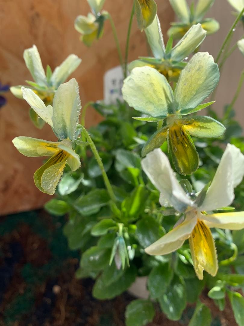 M*I様 パルプンテ　1苗 すみれ図鑑　1苗 shuta's selection