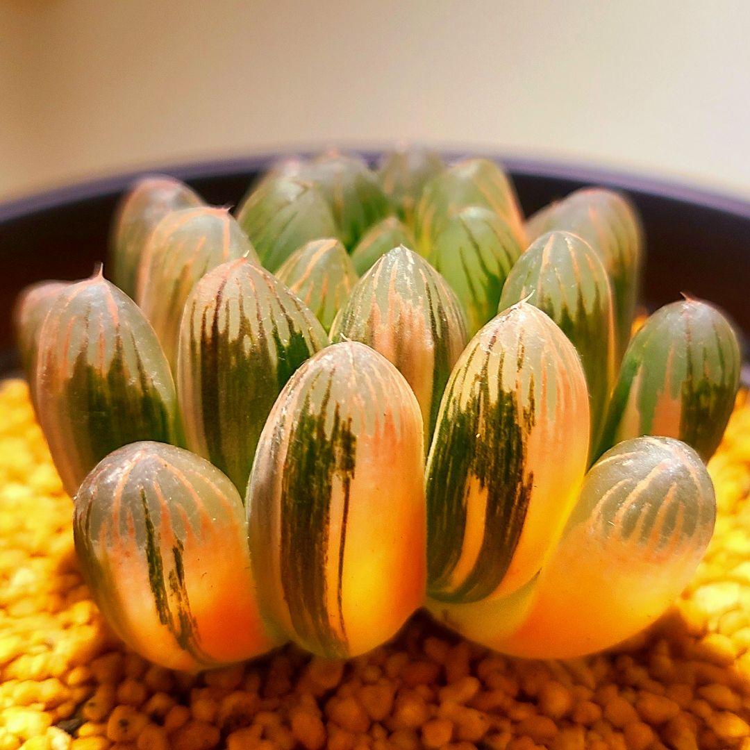 丸葉オブツーサ錦 親株 極上株 多肉植物 ハオルチア アロエ