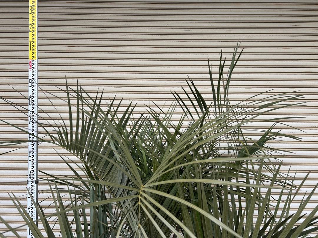 送料込み　ココスヤシ シルバーリーフ　幹極太　形状良 庭木　現品