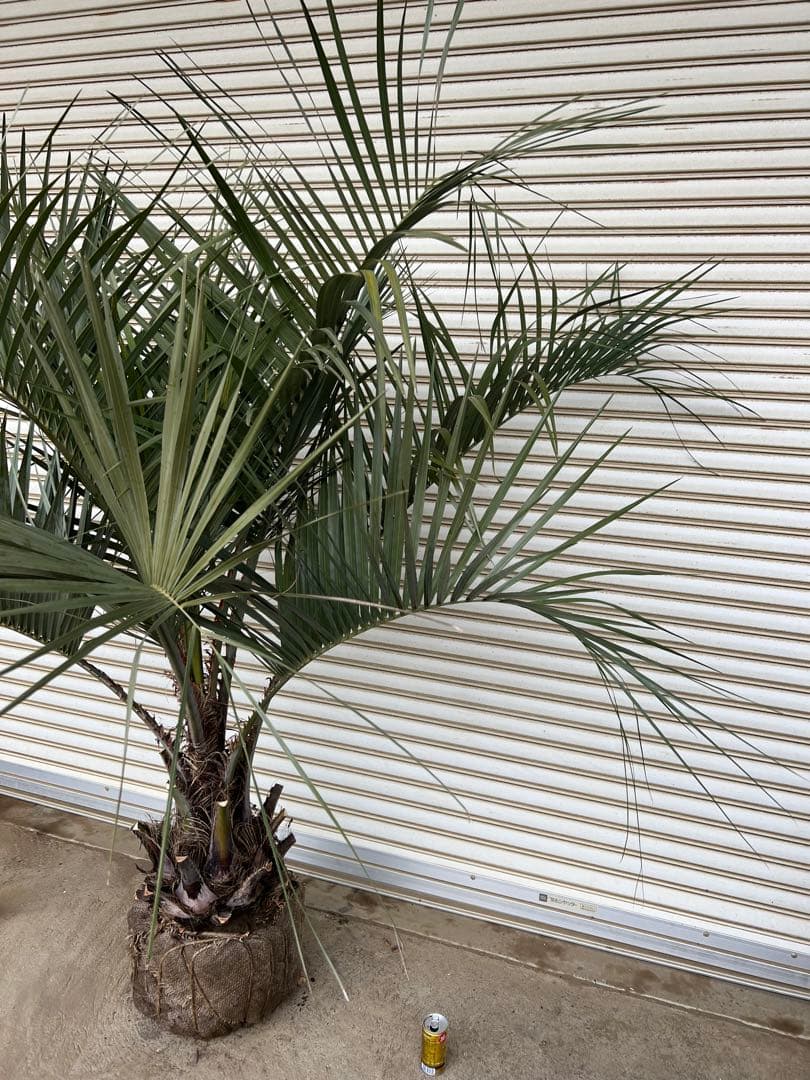 送料込み　ココスヤシ シルバーリーフ　幹極太　形状良 庭木　現品