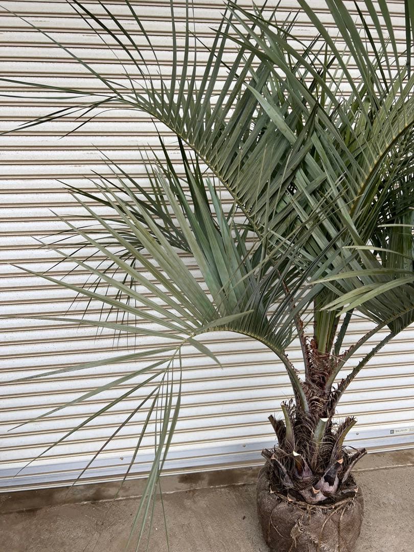 送料込み　ココスヤシ シルバーリーフ　幹極太　形状良 庭木　現品