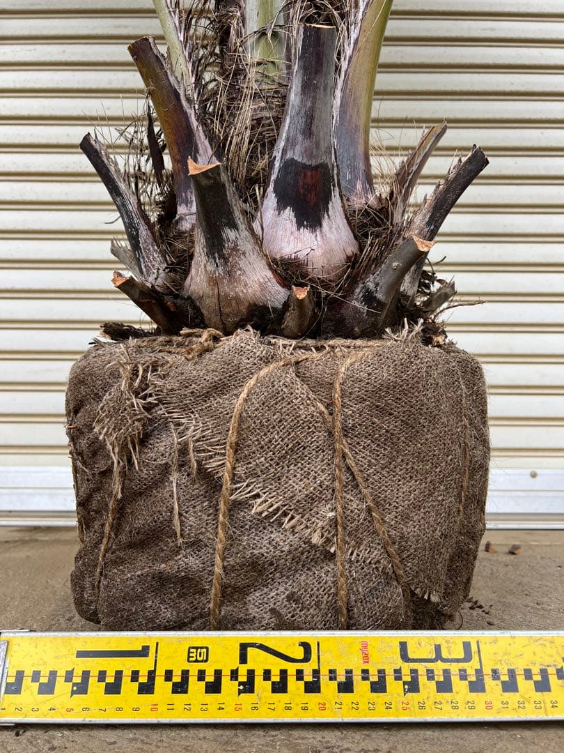 送料込み　ココスヤシ シルバーリーフ　幹極太　形状良 庭木　現品