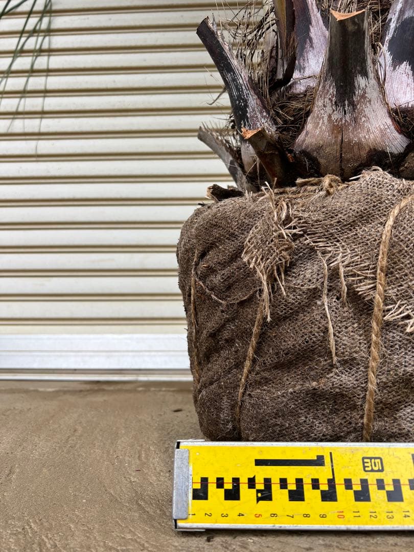 送料込み　ココスヤシ シルバーリーフ　幹極太　形状良 庭木　現品