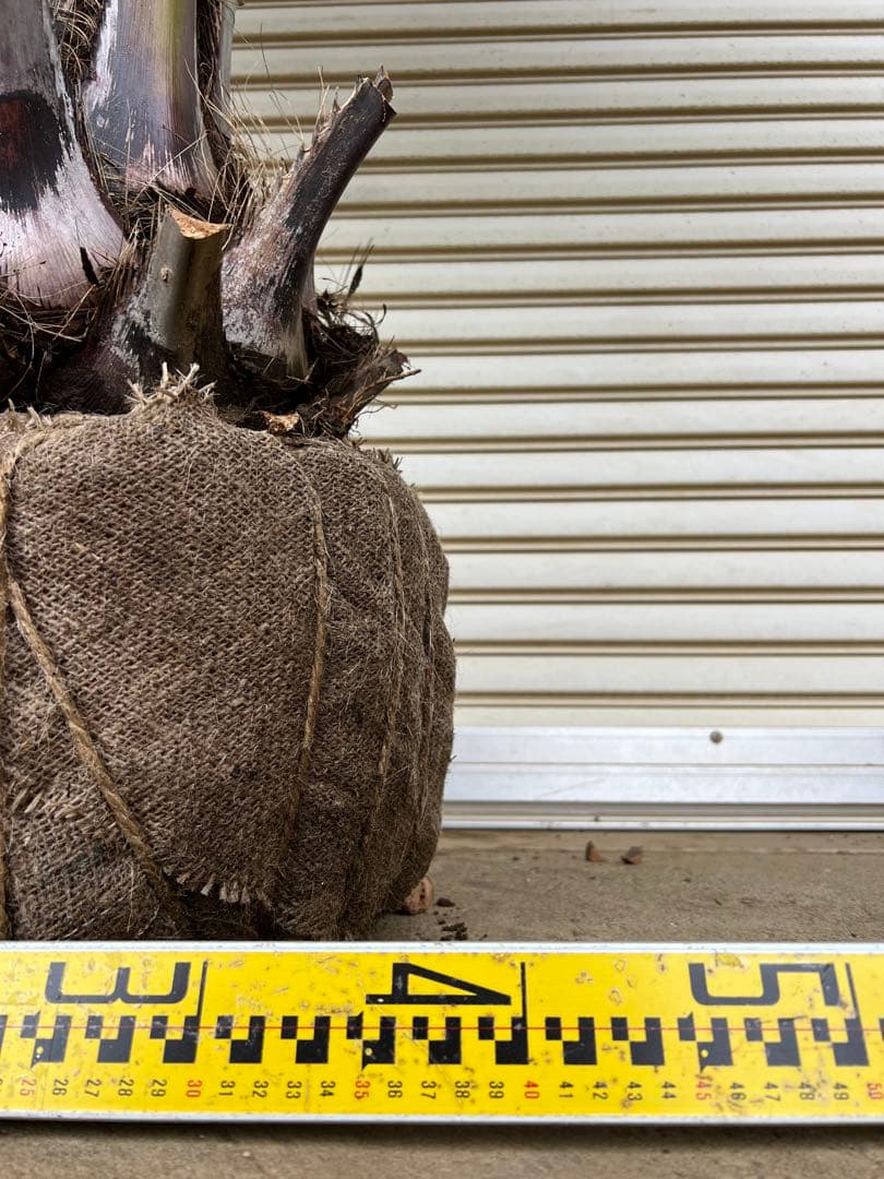 送料込み　ココスヤシ シルバーリーフ　幹極太　形状良 庭木　現品