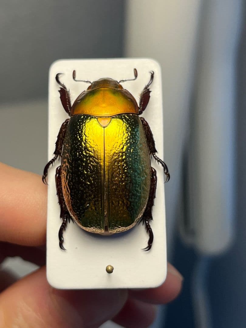 【最新作】ボウカルディプラチナコガネ Chrysina 頭が赤！昆虫標本