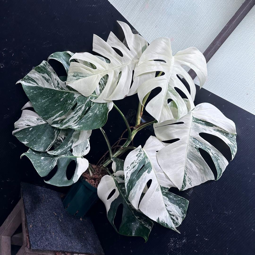 4*8様 斑入りモンステラ ホワイトタイガー極美大株75cm白斑多