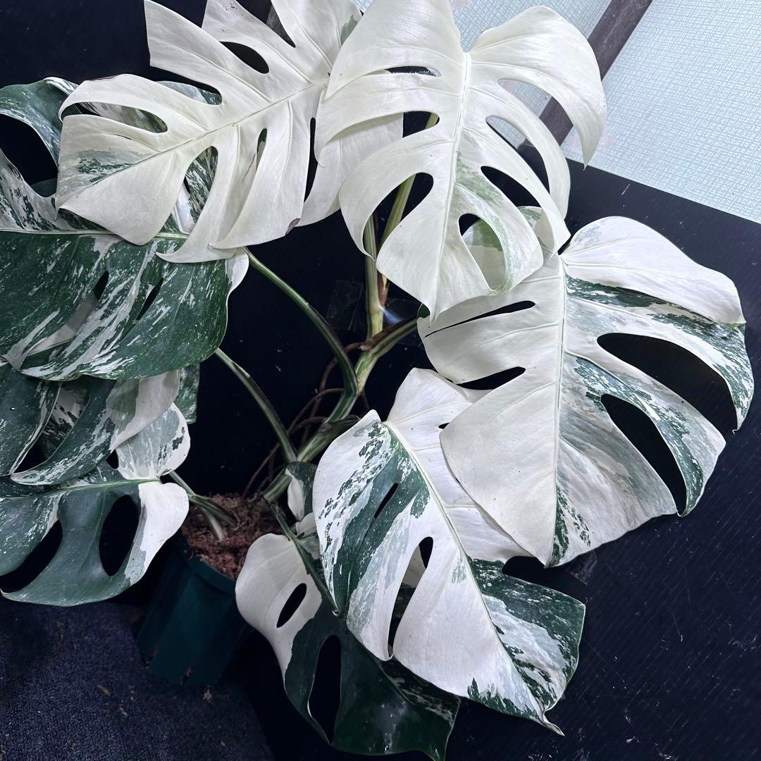 4*8様 斑入りモンステラ ホワイトタイガー極美大株75cm白斑多