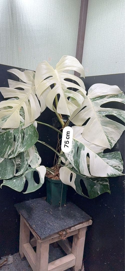 4*8様 斑入りモンステラ ホワイトタイガー極美大株75cm白斑多
