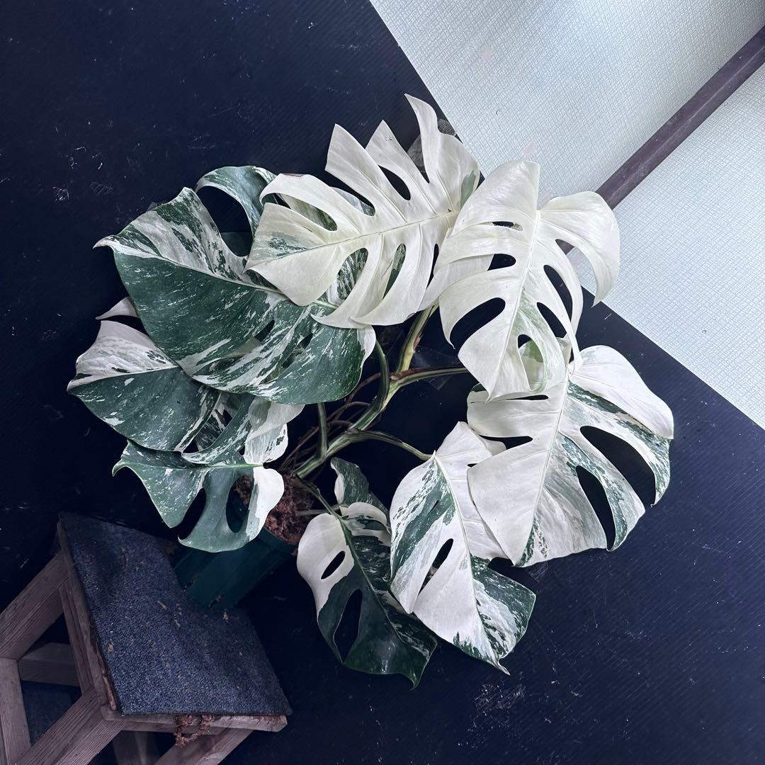 4*8様 斑入りモンステラ ホワイトタイガー極美大株75cm白斑多