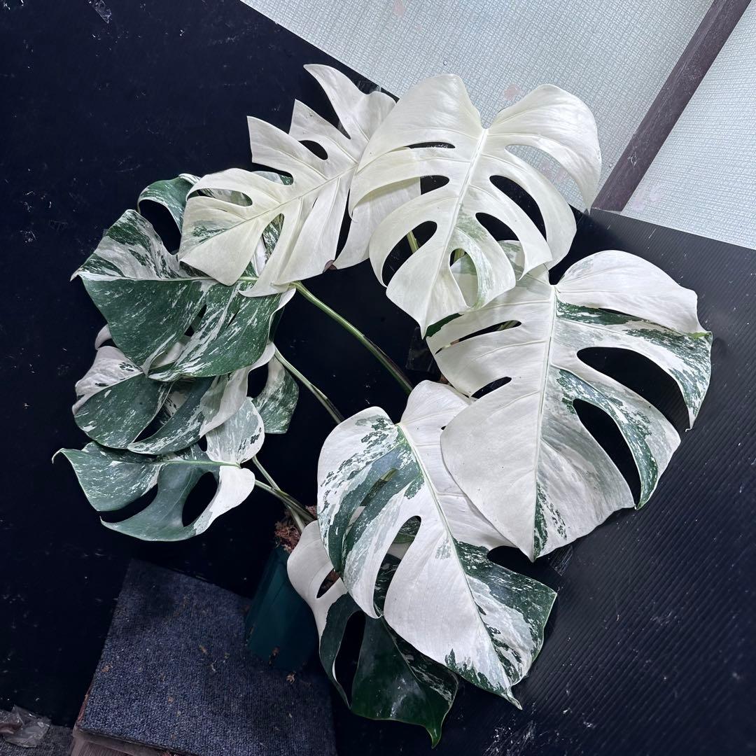 4*8様 斑入りモンステラ ホワイトタイガー極美大株75cm白斑多