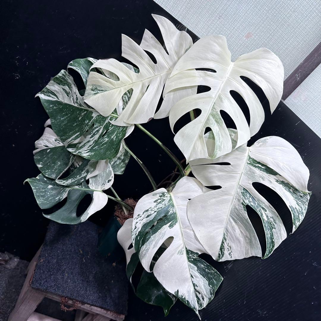 4*8様 斑入りモンステラ ホワイトタイガー極美大株75cm白斑多