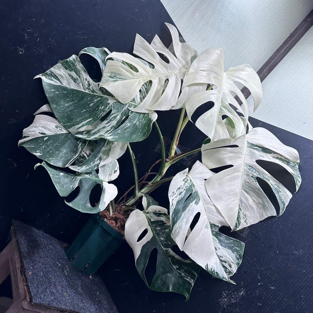 4*8様 斑入りモンステラ ホワイトタイガー極美大株75cm白斑多