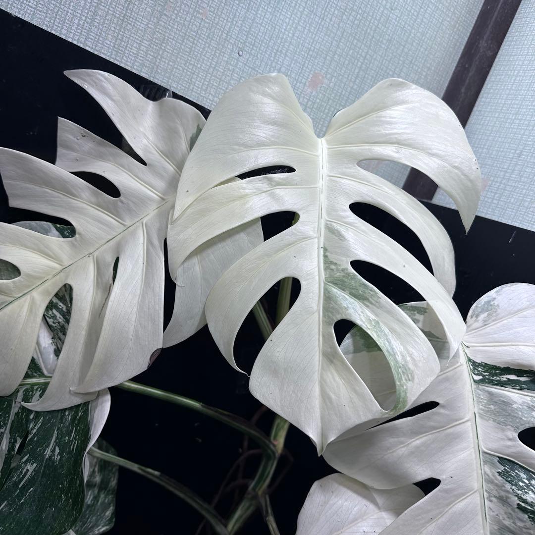 4*8様 斑入りモンステラ ホワイトタイガー極美大株75cm白斑多