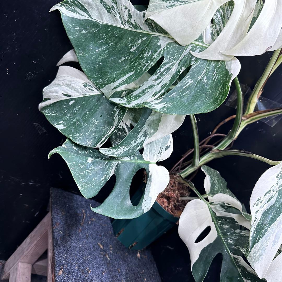 4*8様 斑入りモンステラ ホワイトタイガー極美大株75cm白斑多