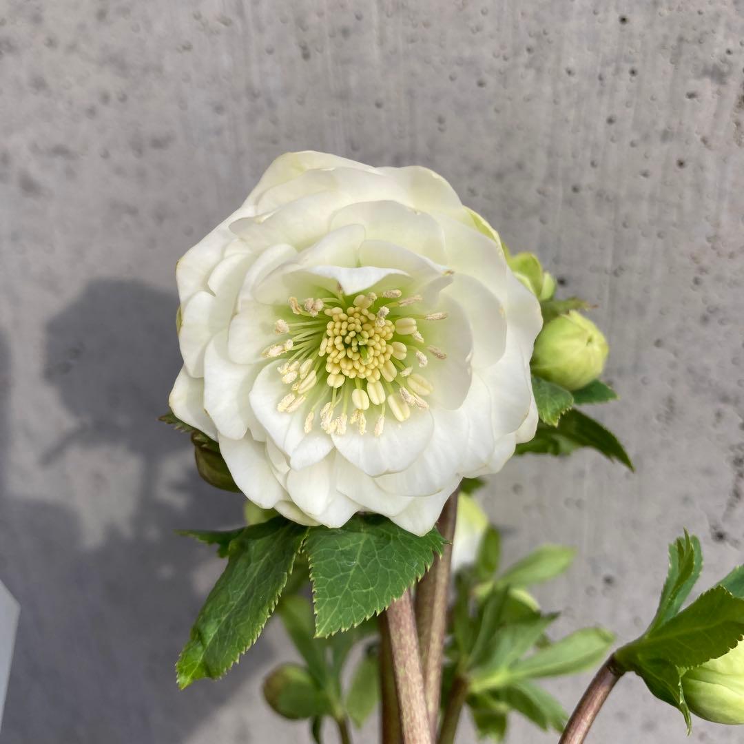 クリスマスローズ　開花株　3.5寸 　大木ナーセリー