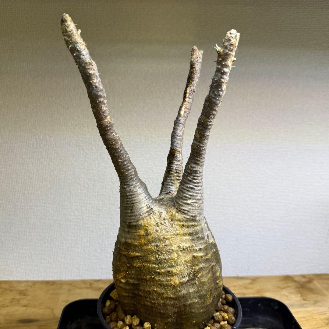 パキポディウム グラキリス 現地球 発根管理中