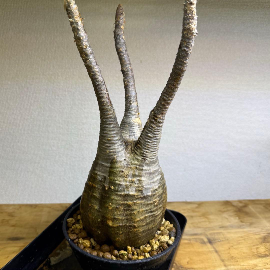 パキポディウム グラキリス 現地球 発根管理中