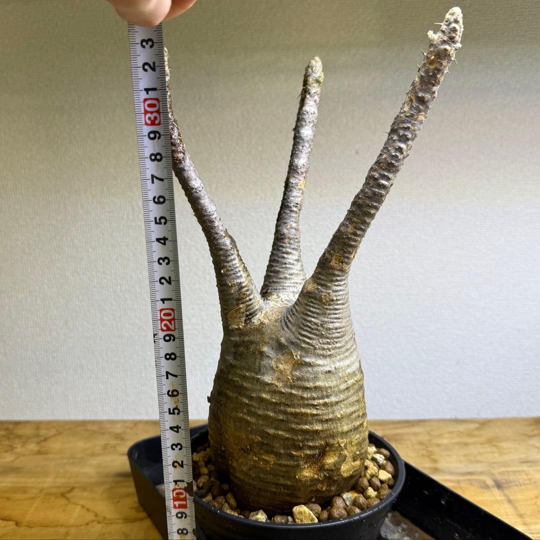 パキポディウム グラキリス 現地球 発根管理中