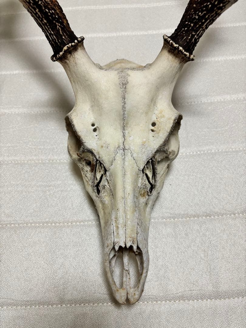 キュウシュウジカの角(頭骨付き)①