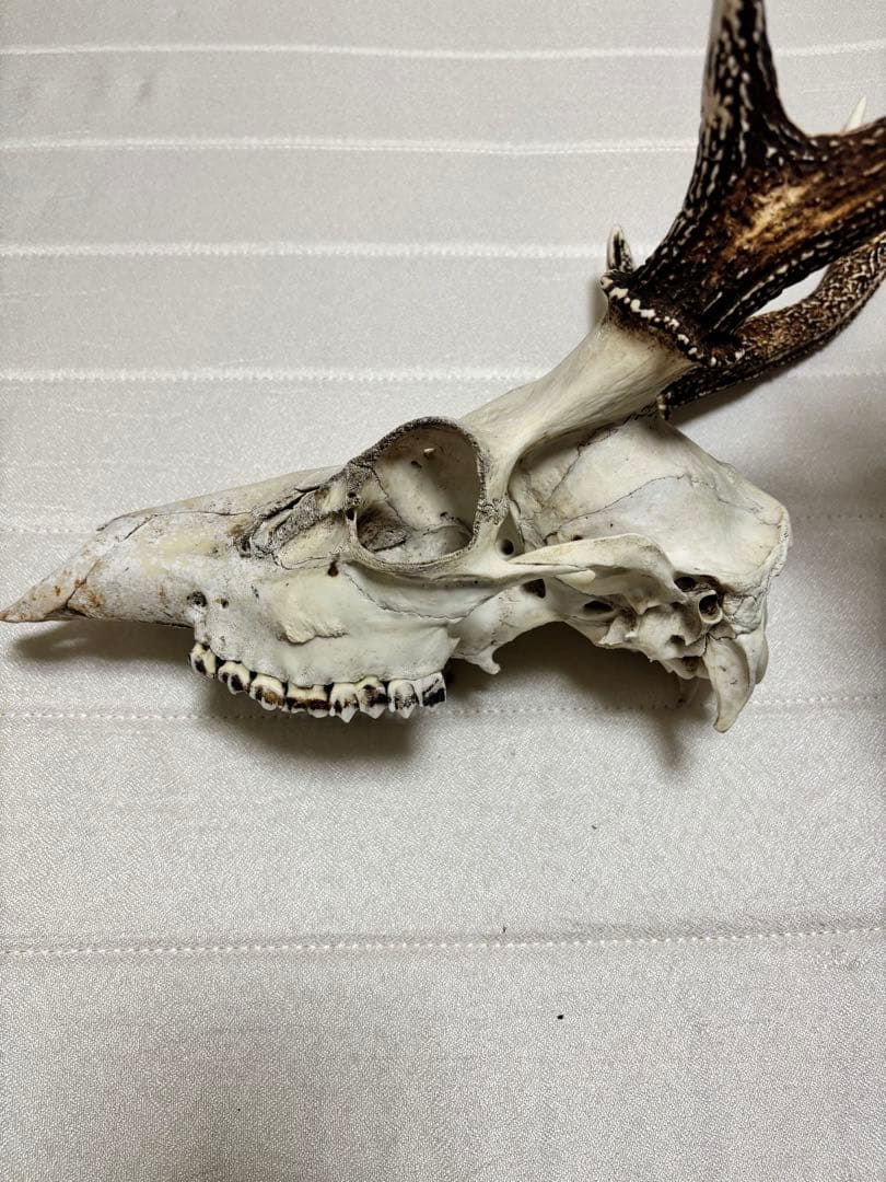 キュウシュウジカの角(頭骨付き)①