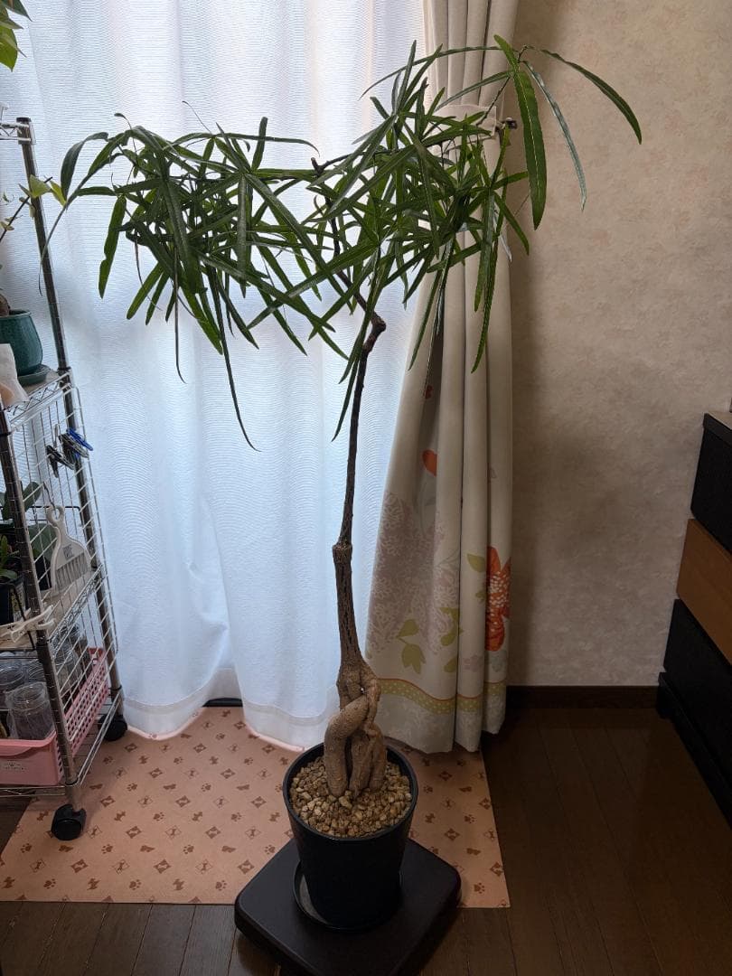 【引き取り限定】 ボトルツリー ブラキキトン 大型