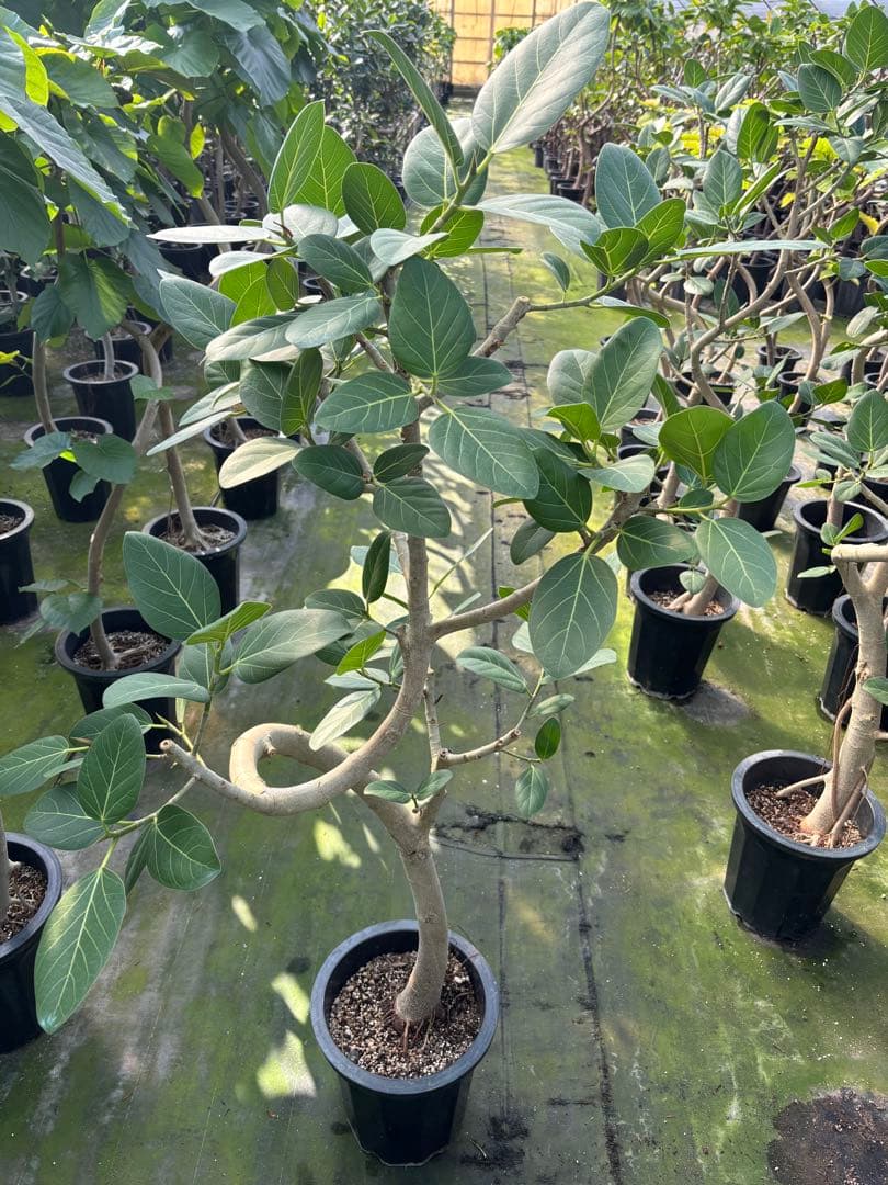 螺旋状のベンガレンシス10号　160センチ　現品