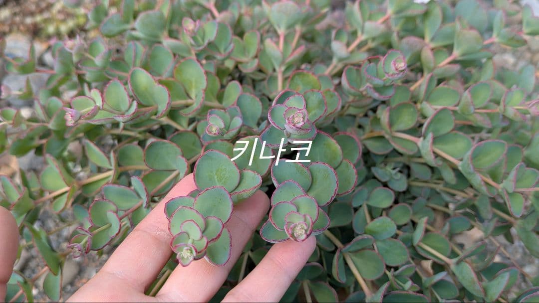 間もなく締め切り〆 越中ミセバヤ カット苗 多肉植物