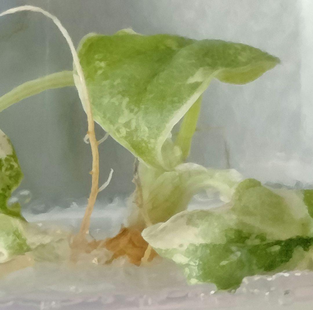 アロカシア メロ アルボ 斑入り Alocasia Melo var