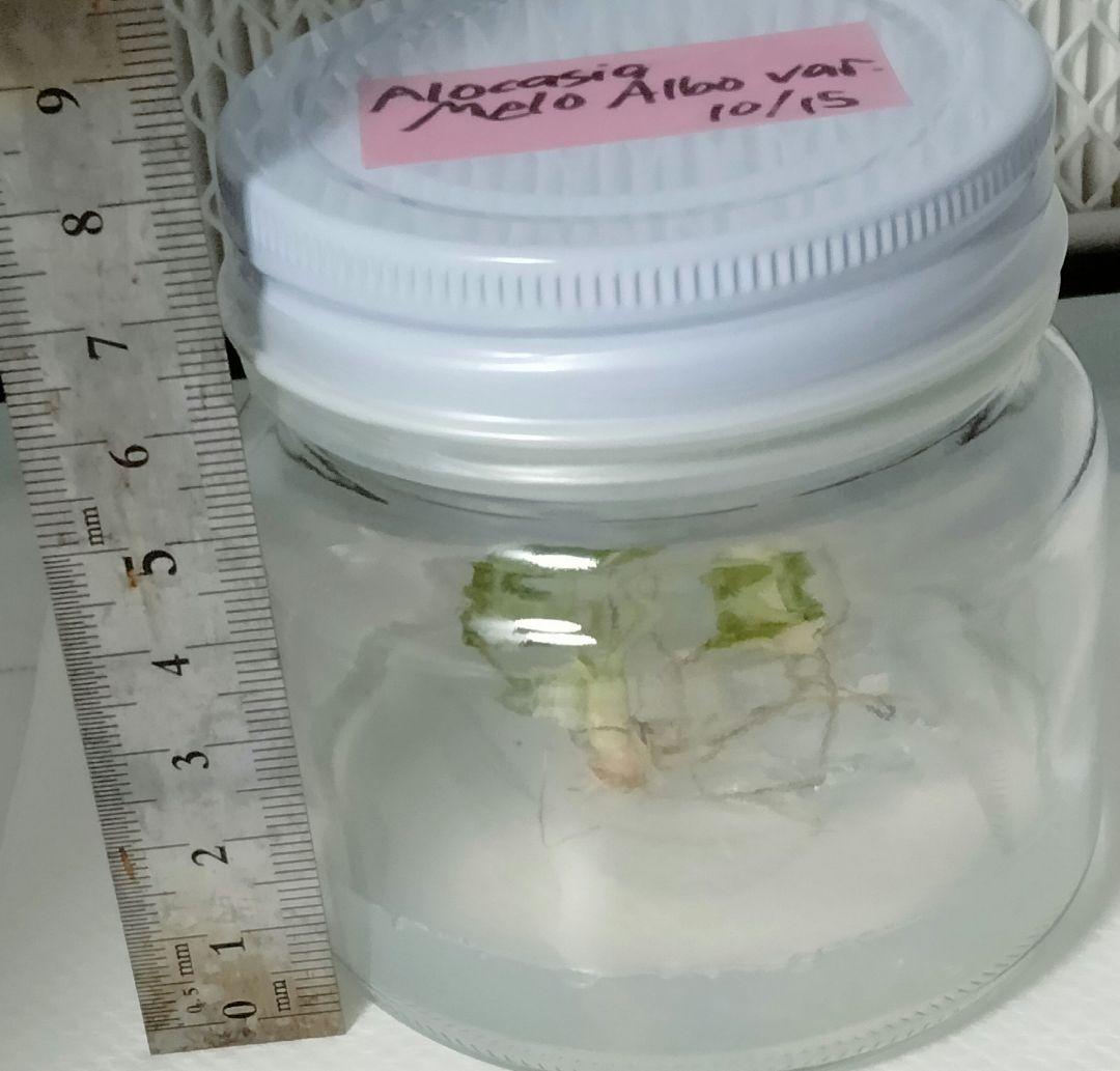 アロカシア メロ アルボ 斑入り Alocasia Melo var