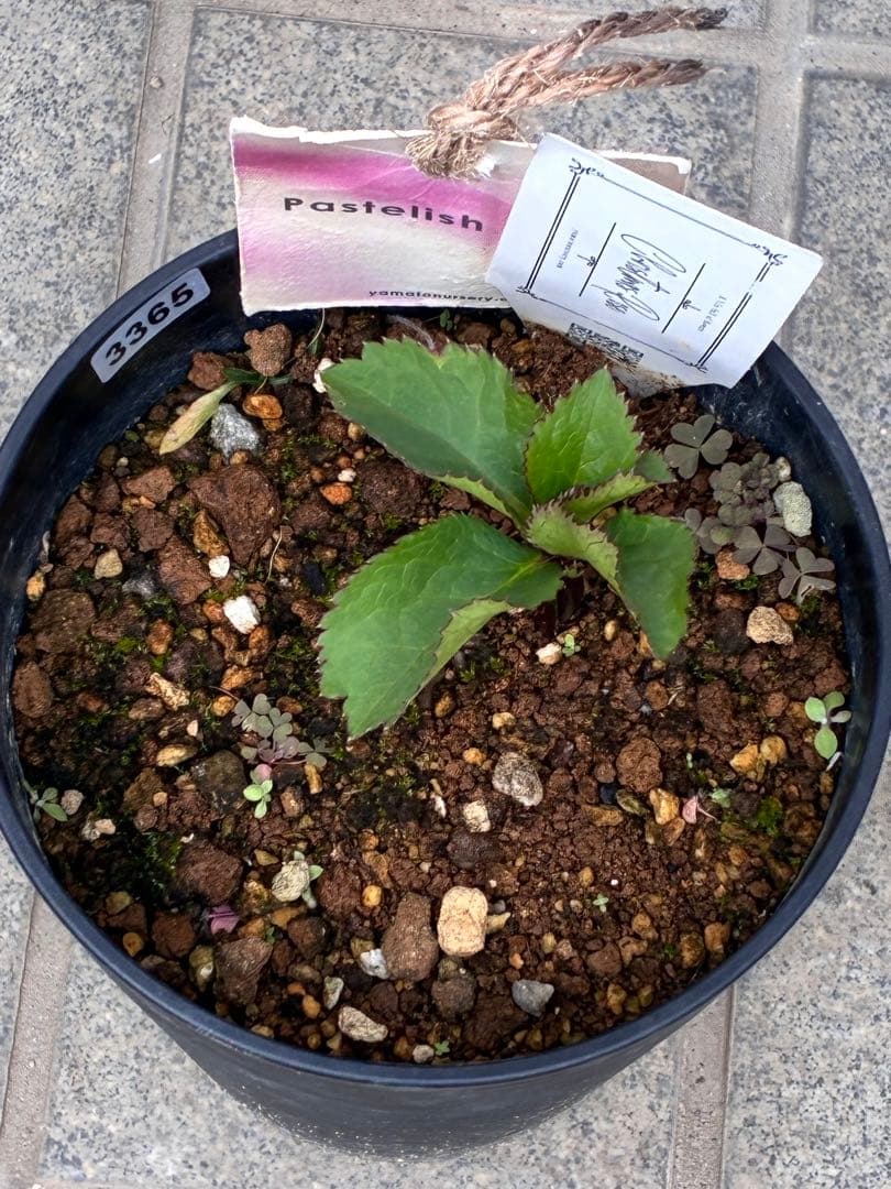 の*ん様 ☘️極上☘️限定1株☘️未株分け☘️タグ付き☘️3365⭐️パステ⭐️