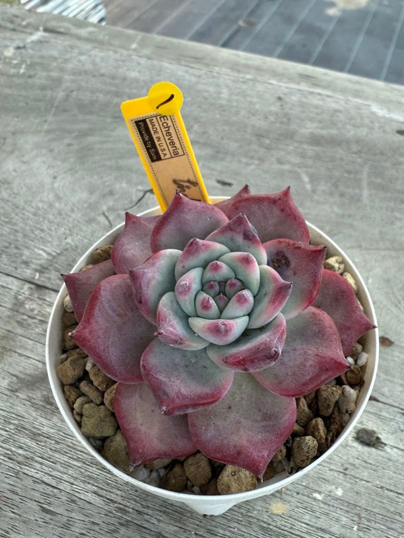 1 希少 リンゼアナNo.3 丸葉タイプ　カリフォルニア輸入