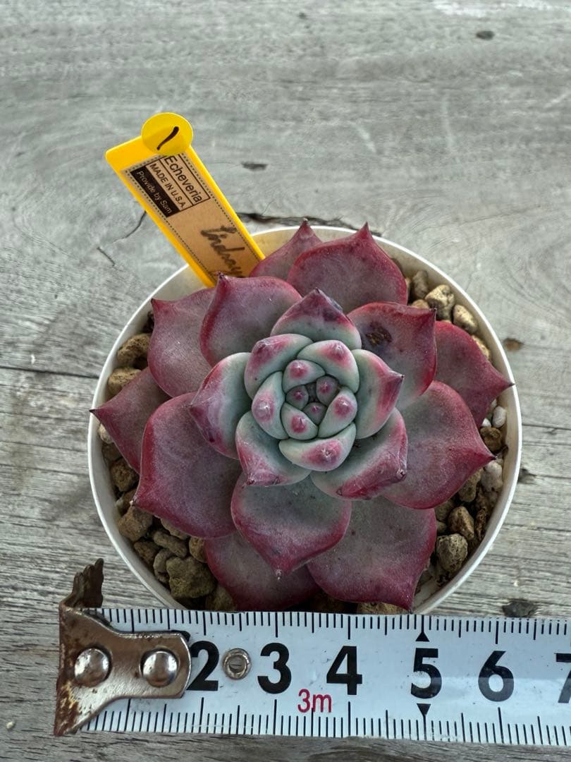 1 希少 リンゼアナNo.3 丸葉タイプ　カリフォルニア輸入