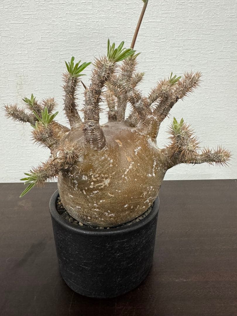 パキポディウム　グラキリス　⑤ 4年管理　　（検　アガベ　パキプス　チタノタ