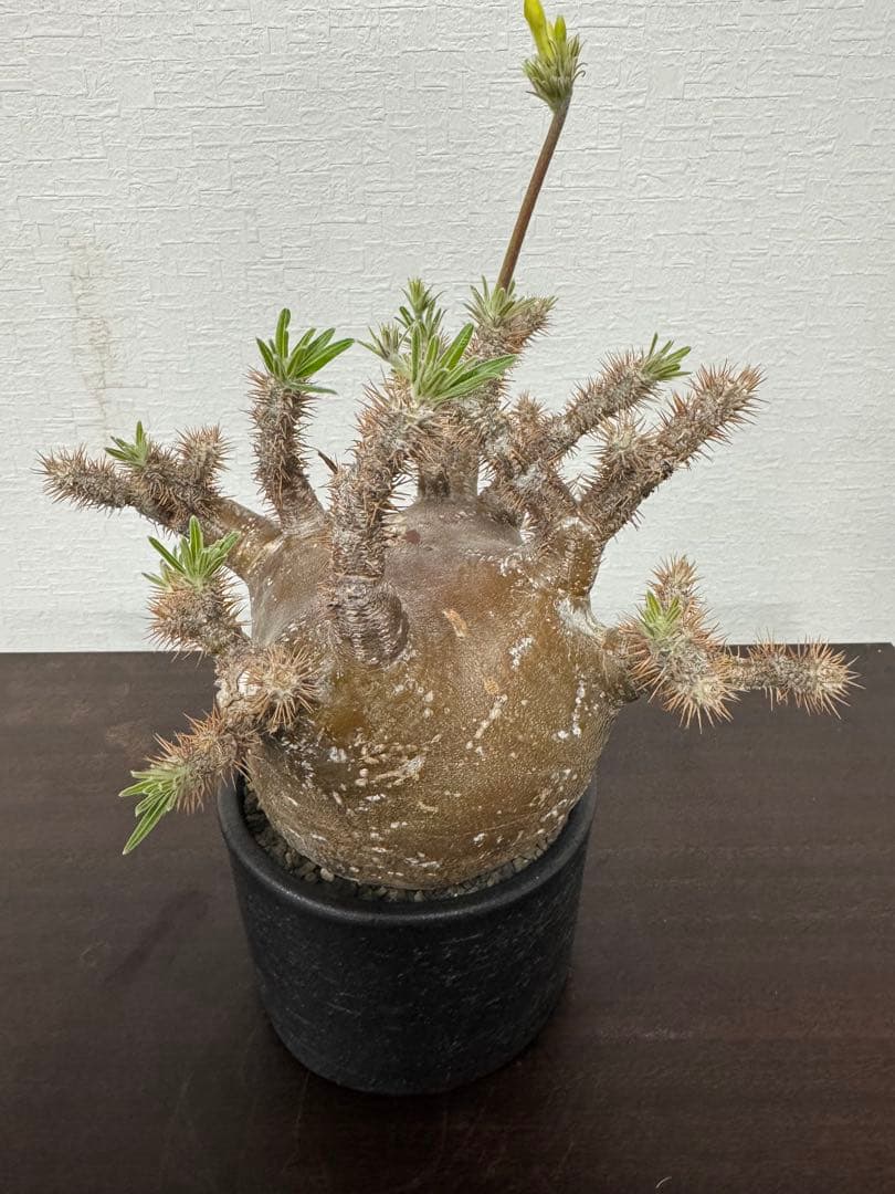 パキポディウム　グラキリス　⑤ 4年管理　　（検　アガベ　パキプス　チタノタ