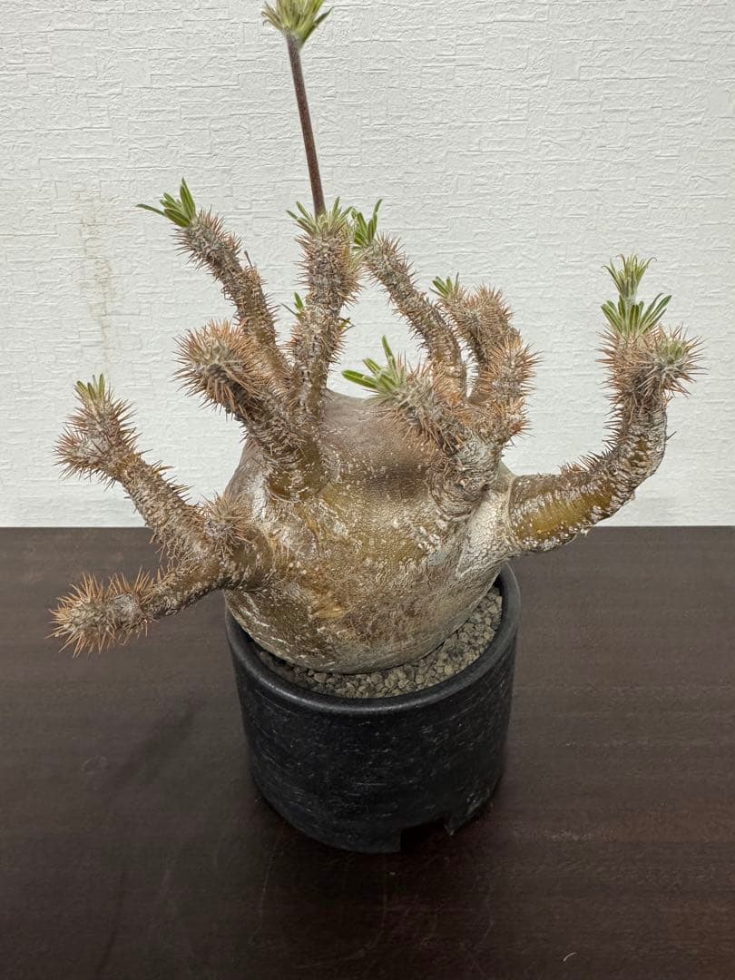 パキポディウム　グラキリス　⑤ 4年管理　　（検　アガベ　パキプス　チタノタ