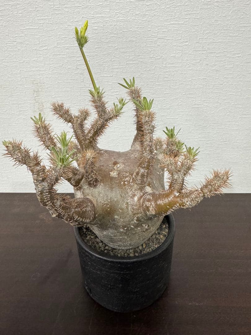 パキポディウム　グラキリス　⑤ 4年管理　　（検　アガベ　パキプス　チタノタ