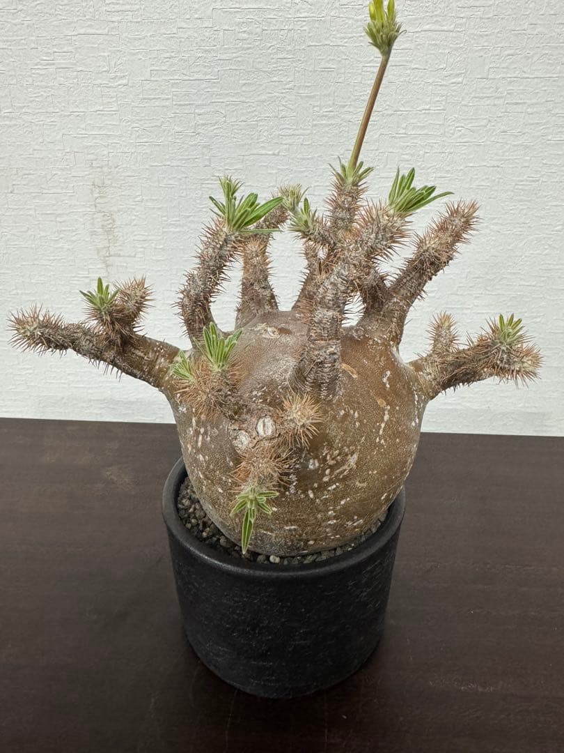 パキポディウム　グラキリス　⑤ 4年管理　　（検　アガベ　パキプス　チタノタ