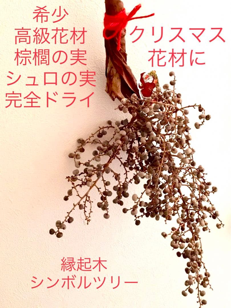 完売　　縁起木＊希少＊高級花材【棕櫚の実＊シュロの実】クリスマス花材/クリスマス