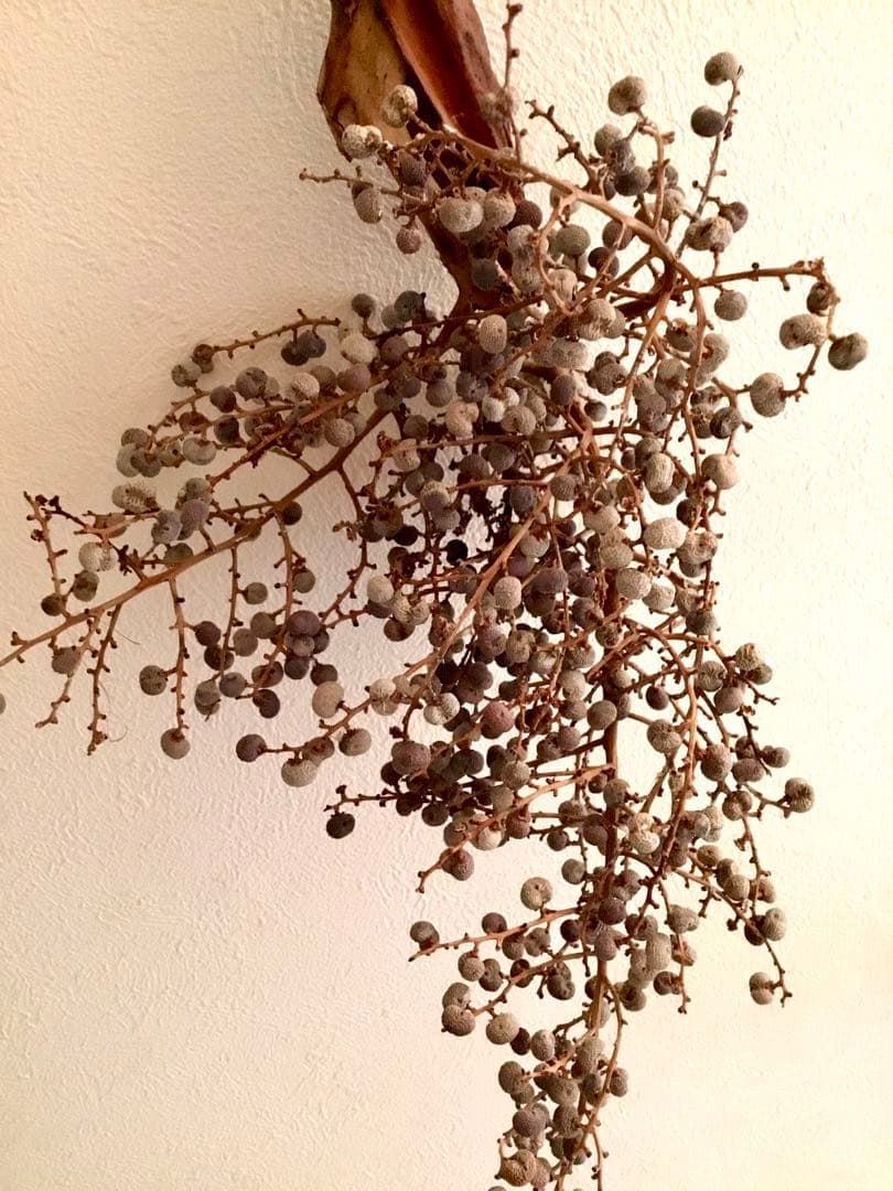 完売　　縁起木＊希少＊高級花材【棕櫚の実＊シュロの実】クリスマス花材/クリスマス