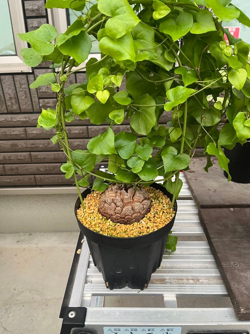 Dioscorea elephantipes アフリカ亀甲竜