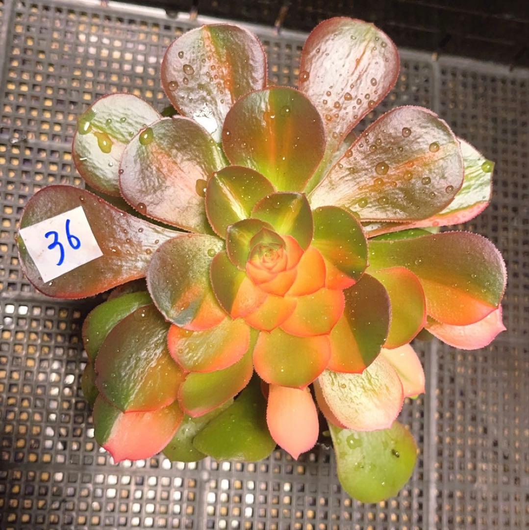 36#多肉植物アエオニウム錦❤️サラダボール花顏錦❤️1大頭17cm拔き苗！