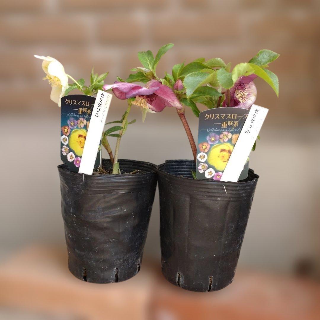 曽田園芸✨2株✨セミダブル✨オフホワイトとアンティークピンク✨クリスマスローズ✨